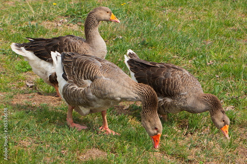 Group of greylag geese on a farm