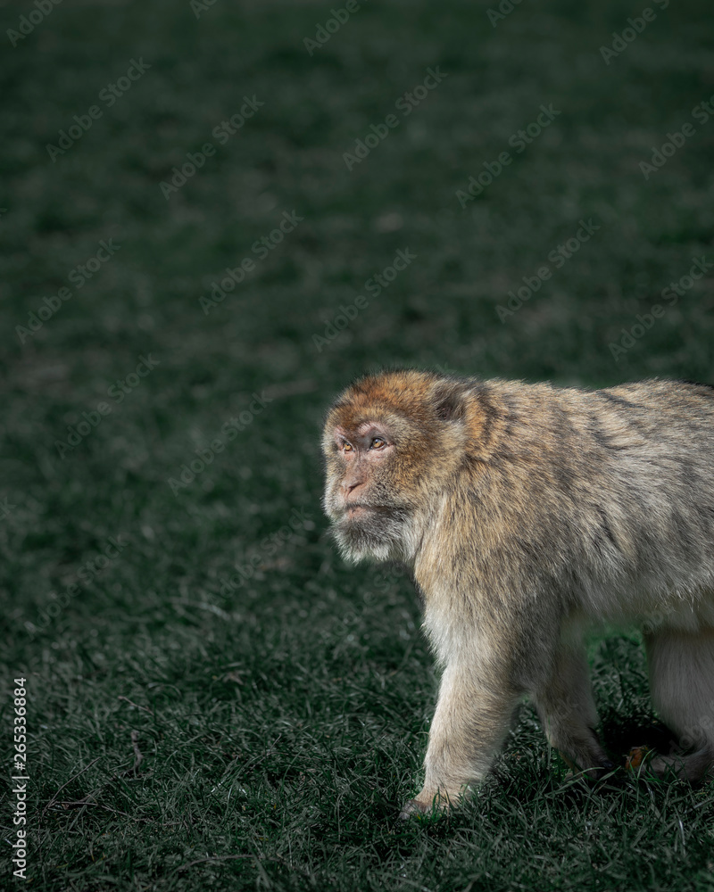 Monkey Monkey