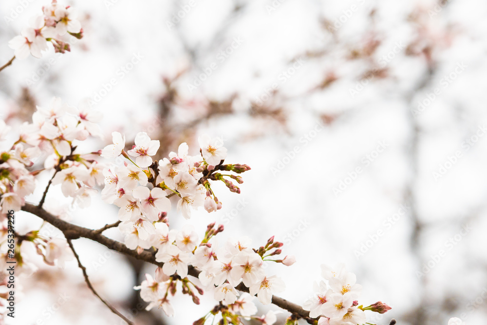 Cherry blossom in spring for background or copy space for text