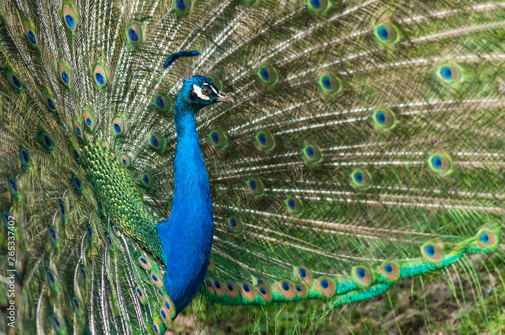 Fototapeta premium inside a public park, a beautiful peacock stands out showing the very long tail and bright colors, to conquer a female,