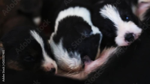 welsh corgi cardigan Dog Feeds His Newborn Puppies closeup photo