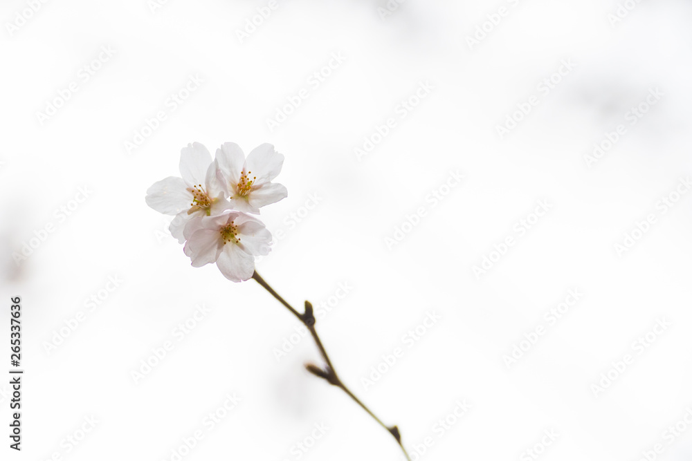 Cherry blossom in spring for background or copy space for text Cherry blossom in spring for background or copy space for text