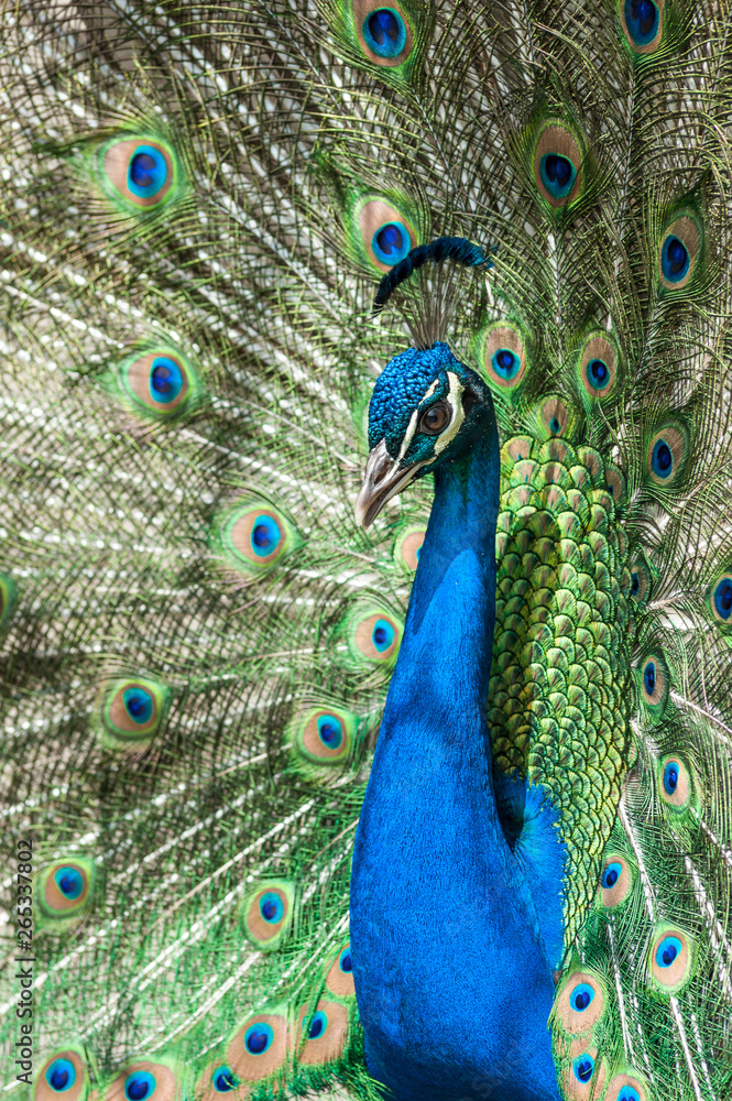 Obraz premium inside a public park, a beautiful peacock stands out showing the very long tail and bright colors, to conquer a female,