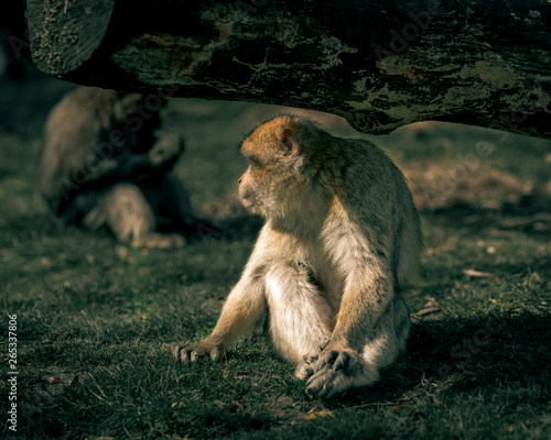 Monkey