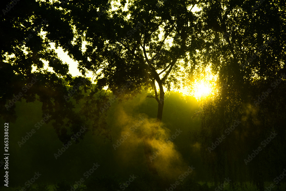 Mgła i drzewa na tle wschodu słońca - obrazy, fototapety, plakaty 