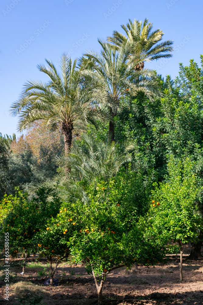 Orange Trees and Palm Trees at Cyber Park in Marrakech Morocco Orange Trees and Palm Trees at Cyber Park in Marrakech Morocco