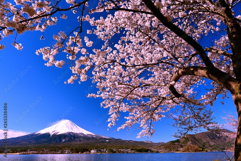 富士山と河口湖の桜