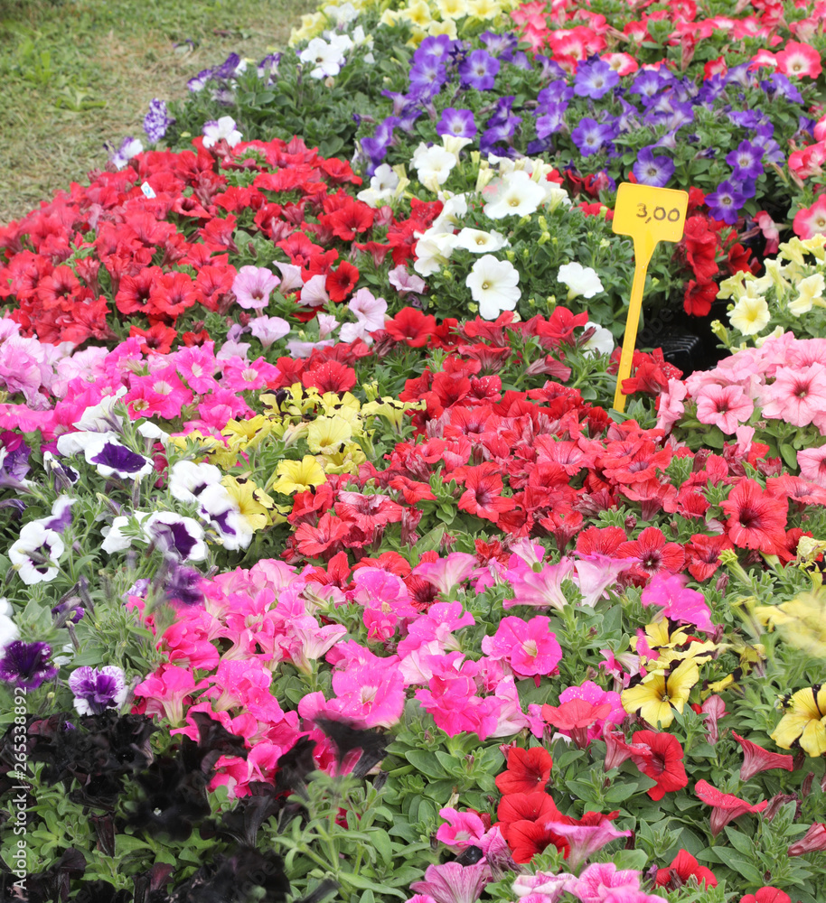 petunias flowers in pots for sale