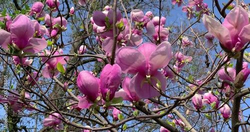 Blossoming pink magnolia in spring, 4K photo