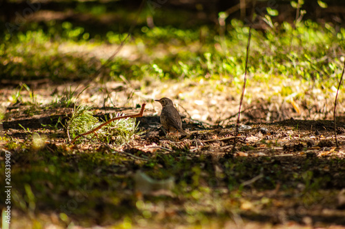 Bird in forest