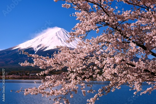 富士山と河口湖の桜 © Goryu