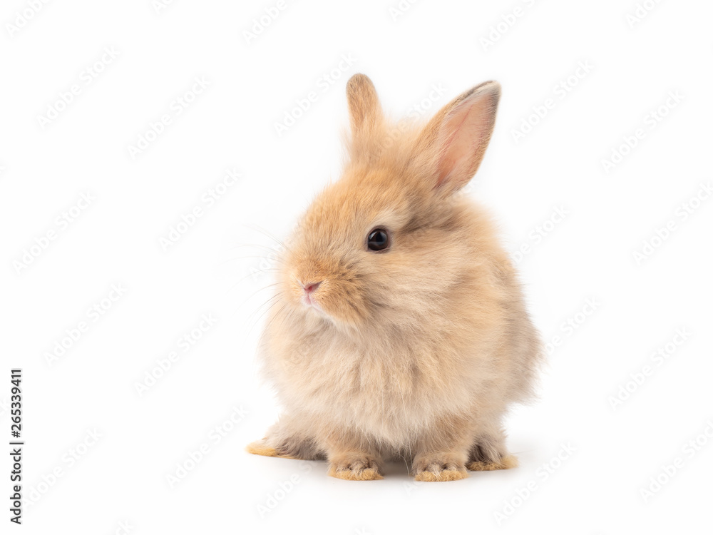 Orange-brown baby rabbit long hair isolated on white background. Lovely young rabbit sitting.