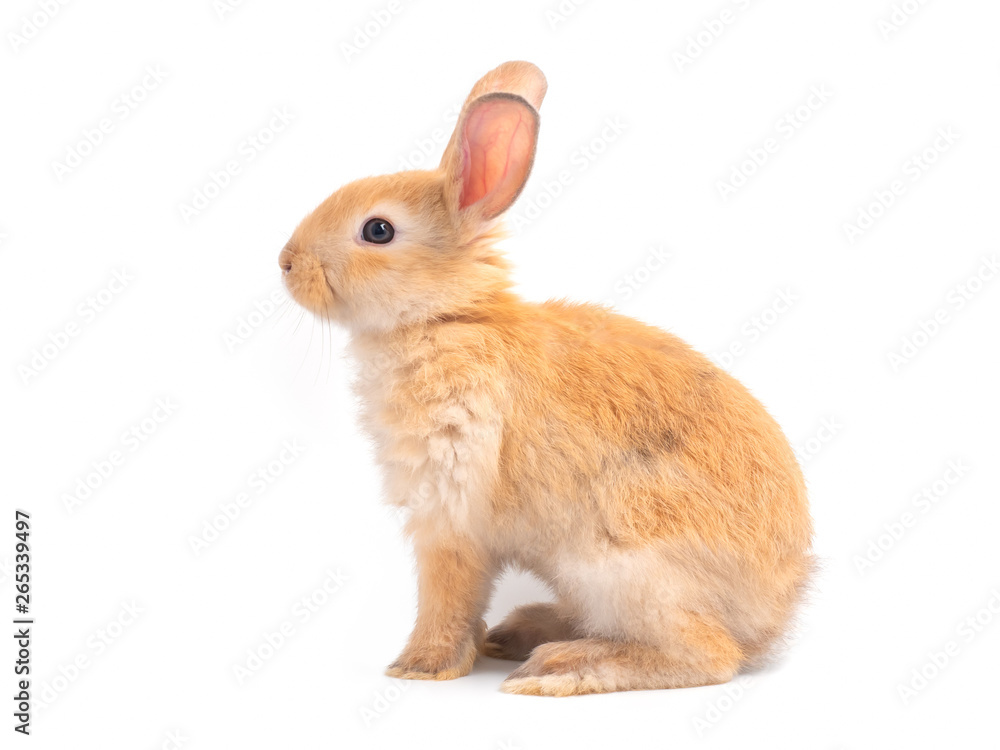 Orange-brown cute baby rabbit isolated on white background. Side view of lovely brown rabbit sitting.