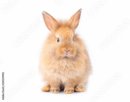 Orange-brown young rabbit long hair isolated on white background. Lovely young rabbit sitting.