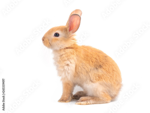 Orange-brown cute baby rabbit isolated on white background. Side view of lovely brown rabbit sitting.