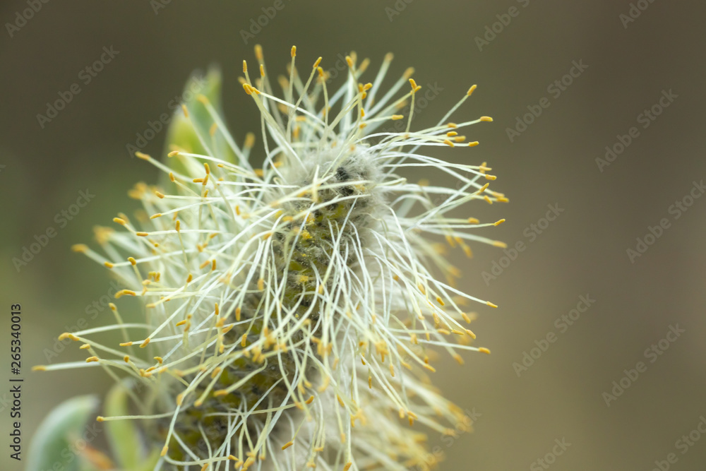 Fototapeta premium Willow - Salix caprea - buds blossoming in spring, Finland