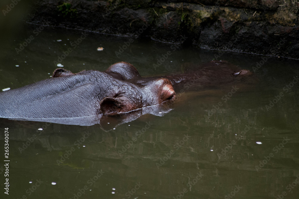 Fototapeta premium hippo in water