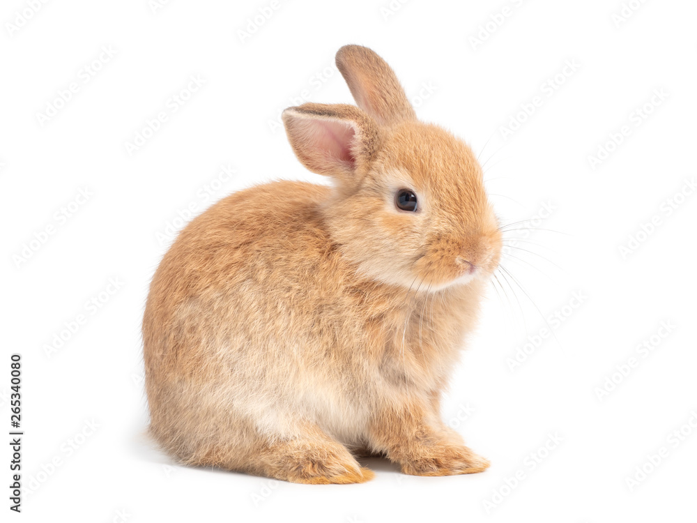 Brown cute baby rabbit isolated on white background. Lovely young brown rabbit sitting. Brown cute baby rabbit isolated on white background. Lovely young brown rabbit sitting.