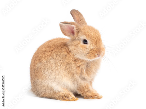 Brown cute baby rabbit isolated on white background. Lovely young brown rabbit sitting.