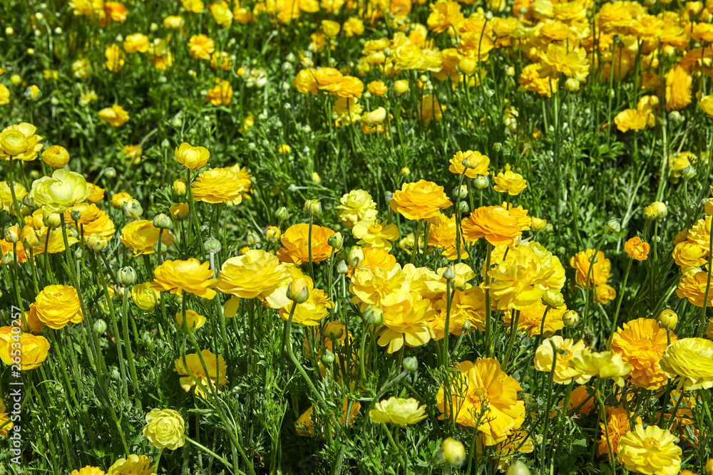 Blooming wildflowers yellow, in a kibbutz in southern Israel.  April 2019