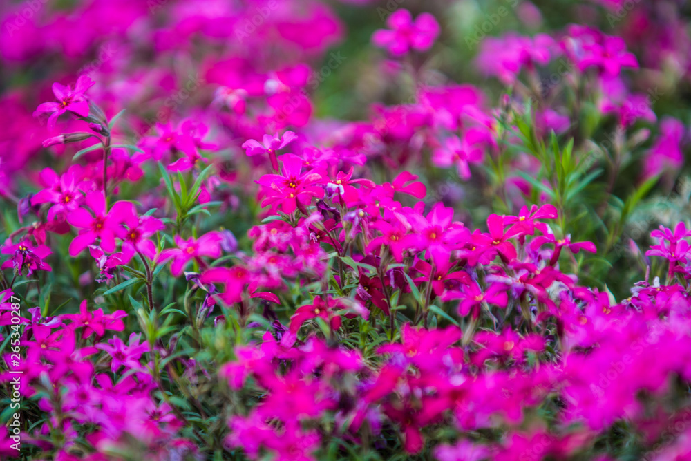 Green spring flowerbed in a garden near a footpath with a set small violet and crimson flowers. Bright background. Green spring flowerbed in a garden near a footpath with a set small violet and crimson flowers. Bright background.
