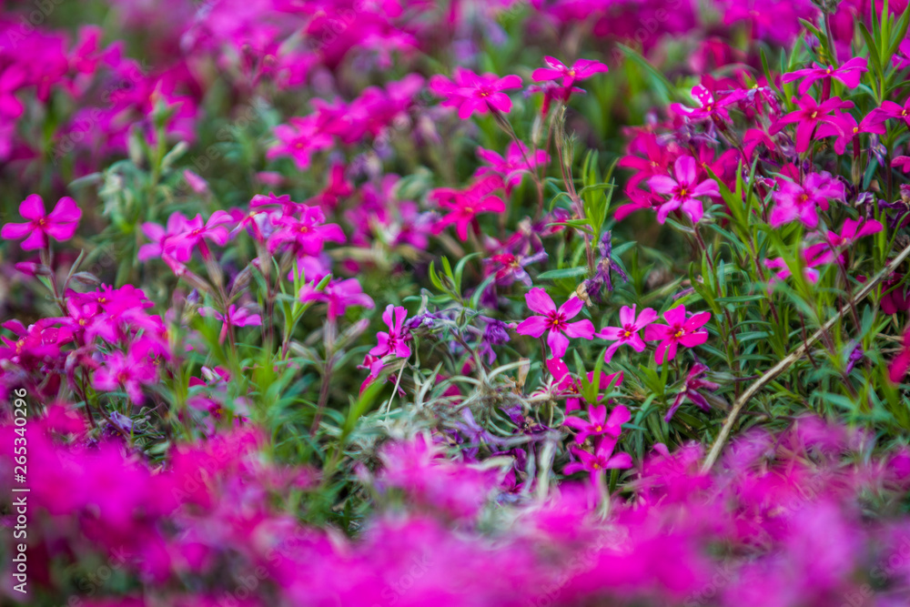 Fototapeta premium Green spring flowerbed in a garden near a footpath with a set small violet and crimson flowers. Bright background.