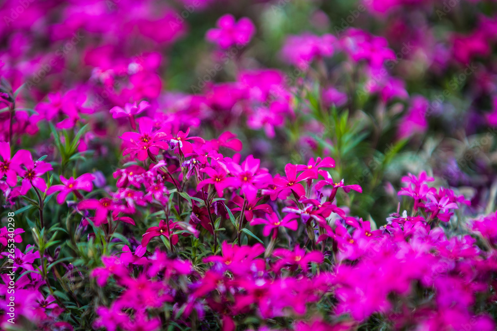 Obraz premium Green spring flowerbed in a garden near a footpath with a set small violet and crimson flowers. Bright background.