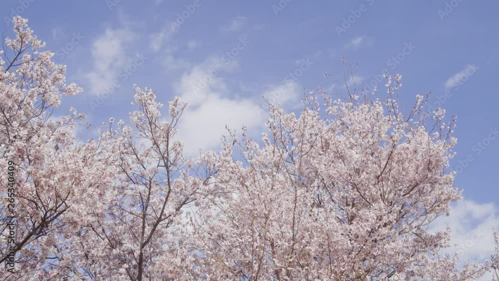 Cherry blossoms and blue sky swaying in the wind Cherry blossoms and blue sky swaying in the wind
