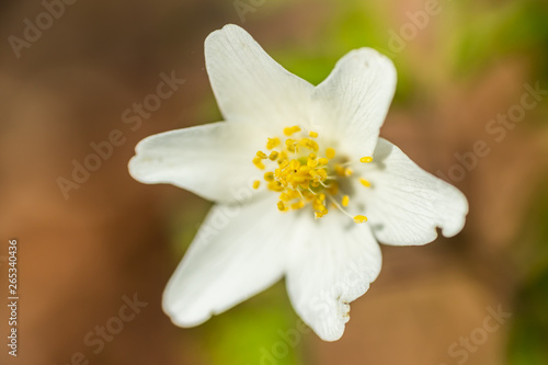 Close-up of white wood anemone and burred background. Spring in Finland. Anemone nemorosa.