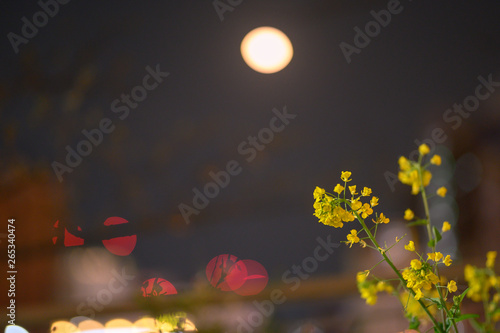 ライトアップされた夜の街角の花