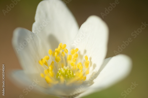 Close-up of white wood anemone and burred background. Spring in Finland. Anemone nemorosa.