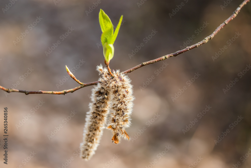 Twigs with fluffy catkins against blurry background in spring, Finland. Willow - Salix caprea. Twigs with fluffy catkins against blurry background in spring, Finland. Willow - Salix caprea.