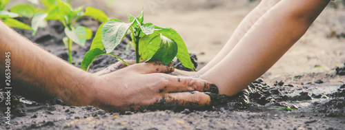 Принти на полотні A child plants a plant in the garden. Selective focus.