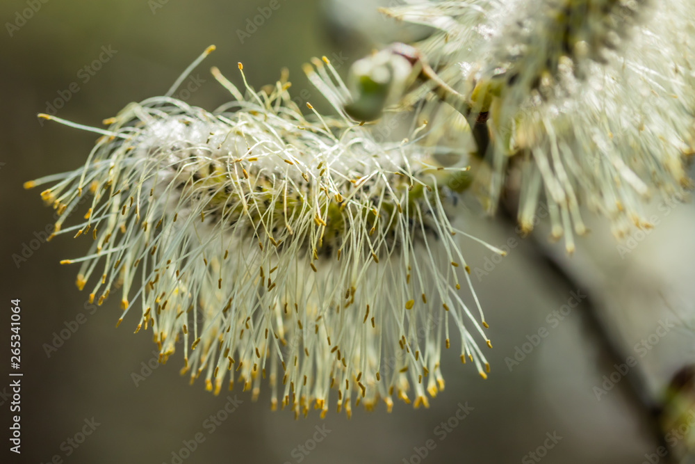Willow - Salix caprea - buds blossoming in spring, Finland Willow - Salix caprea - buds blossoming in spring, Finland