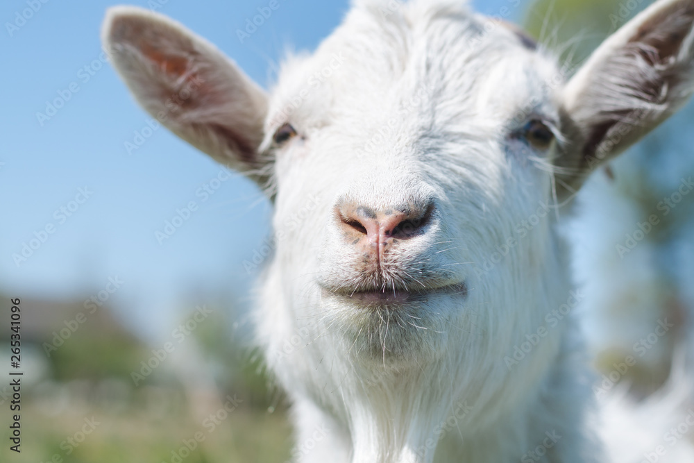 White goat's head on a background of blue sky close-up, selective focus