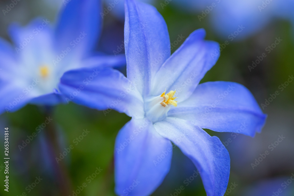 Blue flower scilla luciliae on a flower bed macro. Spring in Finland. Blue flower scilla luciliae on a flower bed macro. Spring in Finland.