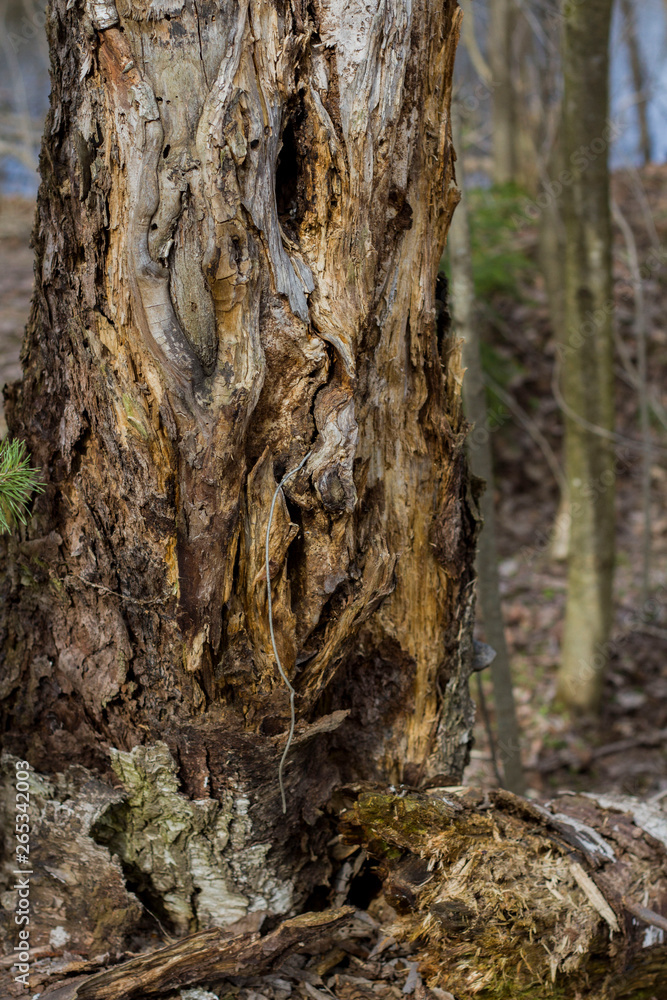 Fototapeta premium bark of an impressive old tree