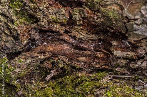 tree trunks covered with moss