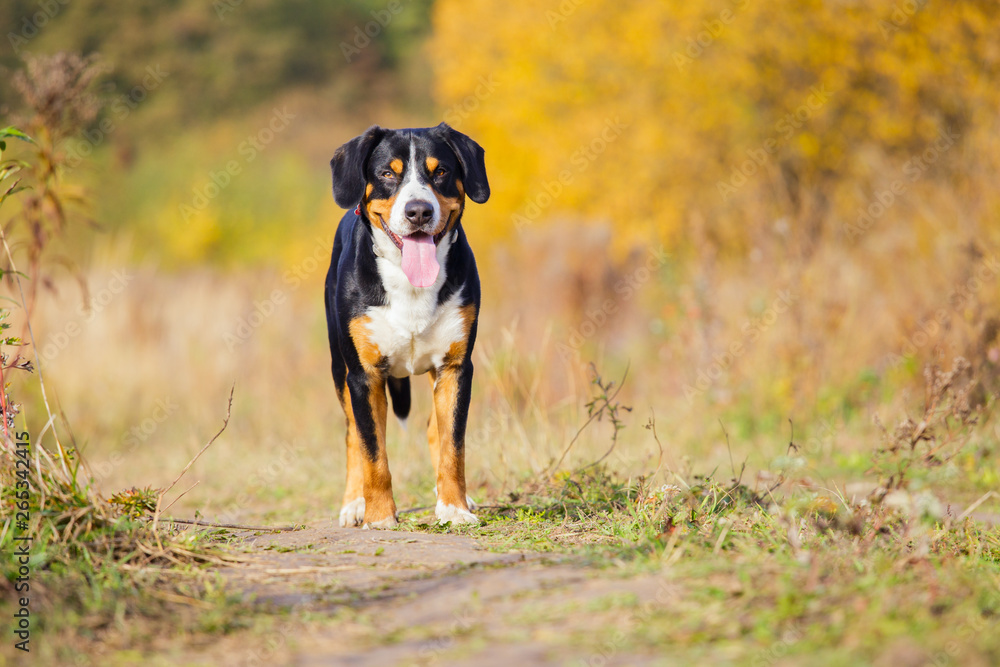 Swiss dog entlebucher Swiss outdoors. Swiss dog entlebucher Swiss outdoors.