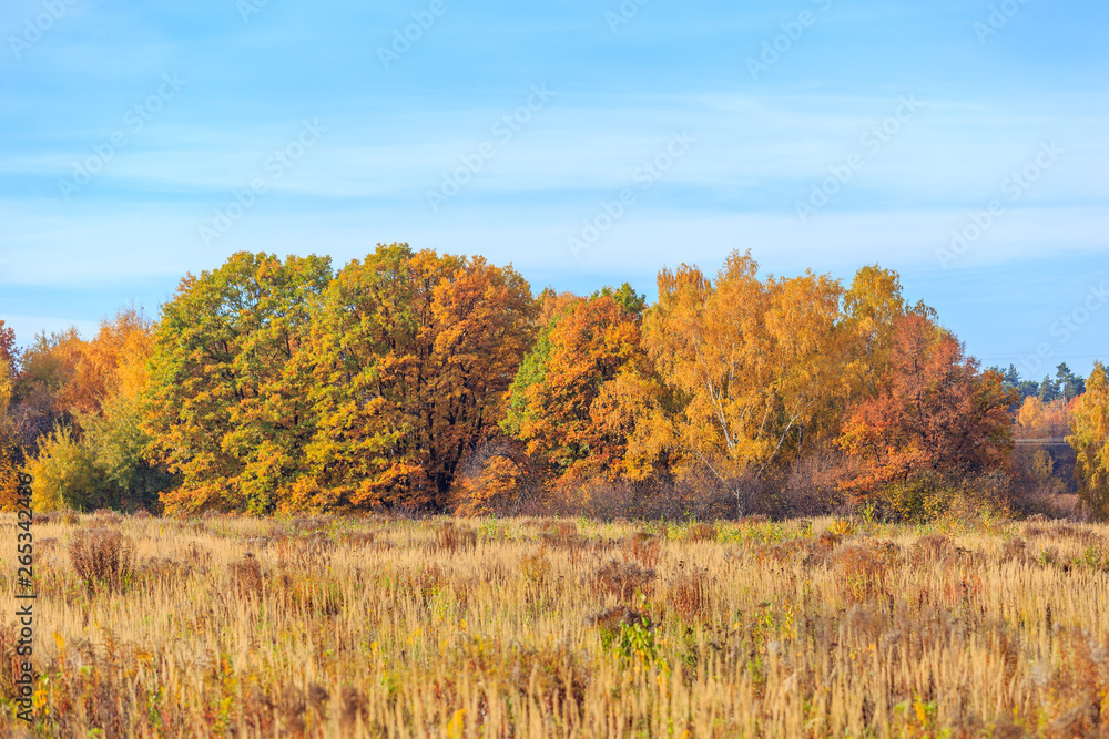 Autumn tree in nature. Golden autumn tree. Autumn tree in autumn nature scene - Immagine.