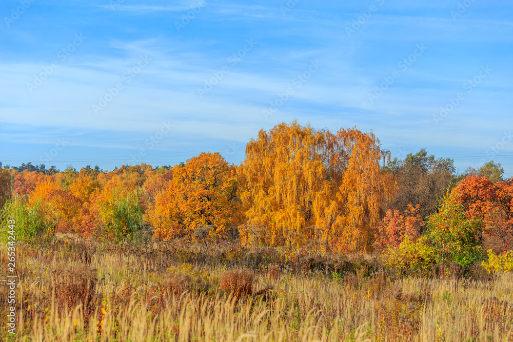 Autumn tree in nature. Golden autumn tree. Autumn tree in autumn nature scene - Immagine.