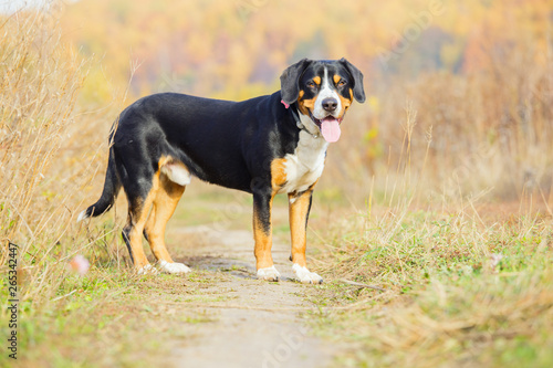 Swiss dog entlebucher Swiss outdoors. photo