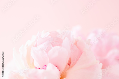 Blurred delicate petals of a pink peony. Unfocused abstract floral background