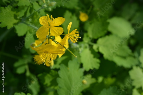 Unusual yellow flowers of celandine, medicinal flowers, interesting and deep green natural background.