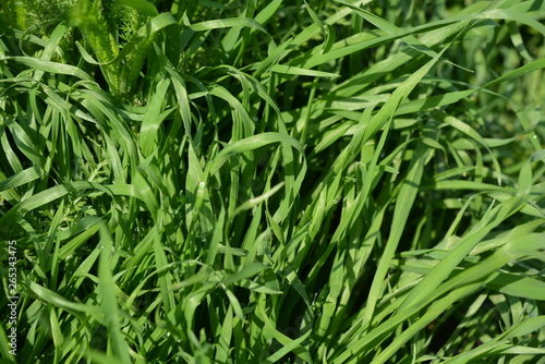 Juicy bright and unusual grass, grass vegetation in the sun, fabulous green background.