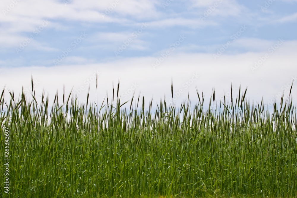 Campo com plantação de trigo, verde, e fundo com céu visível.