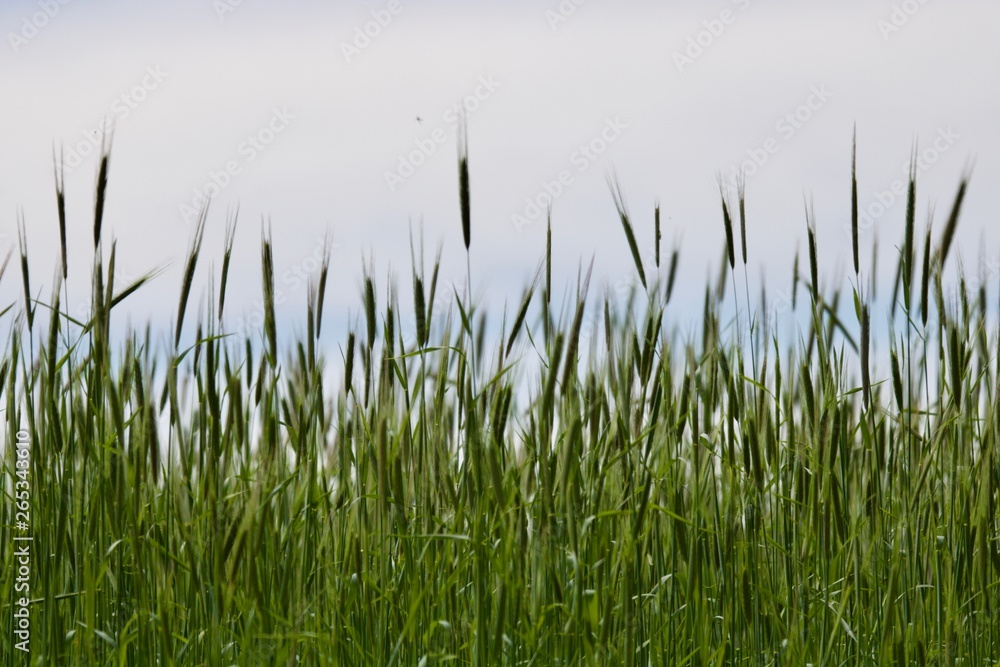 Campo com plantação de trigo, verde, e fundo com céu visível.
