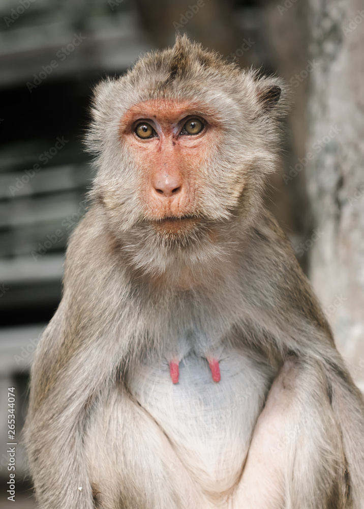 Fototapeta premium Monkey freedom in relaxing time.