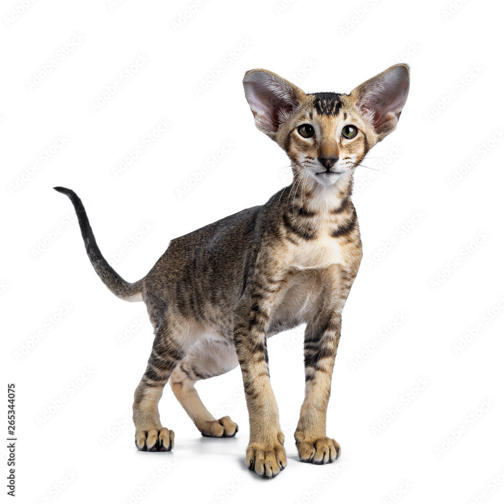 Cute Oriental Shorthair cat kitten, standing slightly side ways /  facing front, looking at camera with green eyes. Isolated on white background. Tail fierce in air.