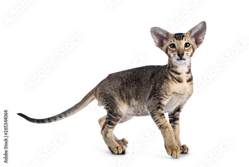 Cute Oriental Shorthair cat kitten, standing side ways, looking at camera with green eyes. Isolated on white background.